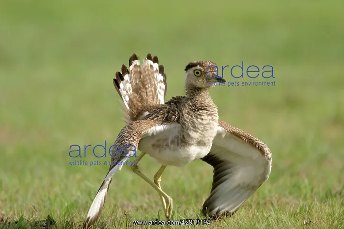  : Double-Striped  /  Mexican Thick-Knee  /  Double-Striped