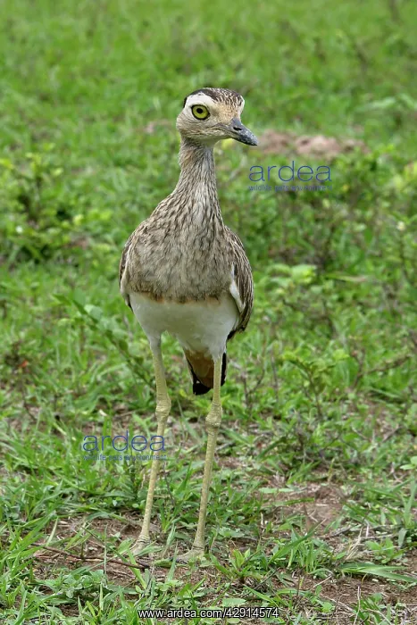 : Double-striped / Mexican Thick-knee / Double-Striped : Double-striped / Mexican Thick-knee / Double-Striped