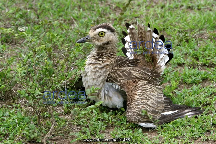 : Double-striped / Mexican Thick-knee / Double-Striped : Double-striped / Mexican Thick-knee / Double-Striped