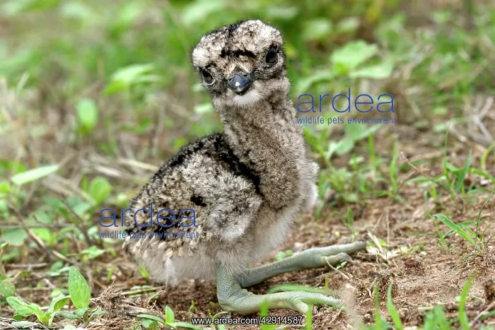 : Double-striped / Mexican Thick-knee / Double-Striped : Double-striped / Mexican Thick-knee / Double-Striped