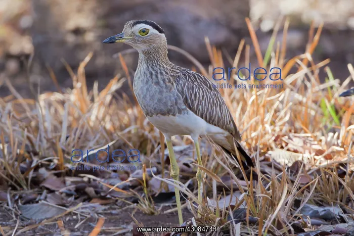: Double-striped Thick-Knee : Double-striped Thick-Knee