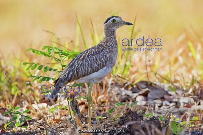 : Double-striped Thick-Knee : Double-striped Thick-Knee