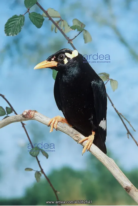  : DOUBLE WATTLE MYNAH - On branch
