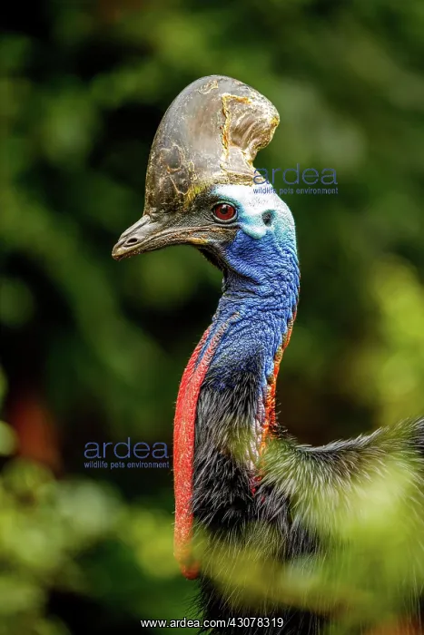 : Double-wattled cassowary (Casuarius casuarius) : Double-wattled cassowary (Casuarius casuarius)