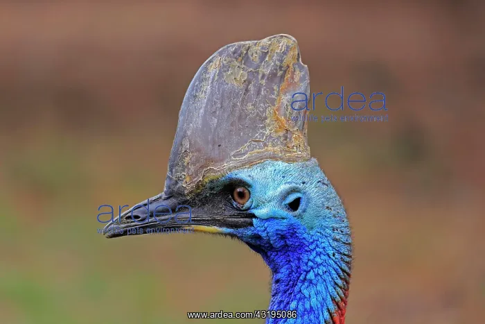 : Double-wattled cassowary (Casuarius casuarius) : Double-wattled cassowary (Casuarius casuarius)