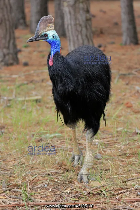 : Double-wattled cassowary (Casuarius casuarius) : Double-wattled cassowary (Casuarius casuarius)