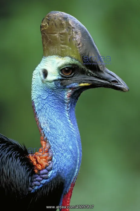 : Double-wattled Cassowary, New Guinea : Double-wattled Cassowary, New Guinea