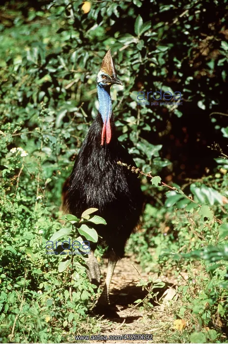 : Double-wattled / Southern CASSOWARY : Double-wattled / Southern CASSOWARY