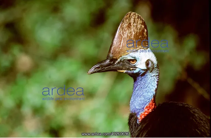 : Double-wattled / Southern CASSOWARY : Double-wattled / Southern CASSOWARY