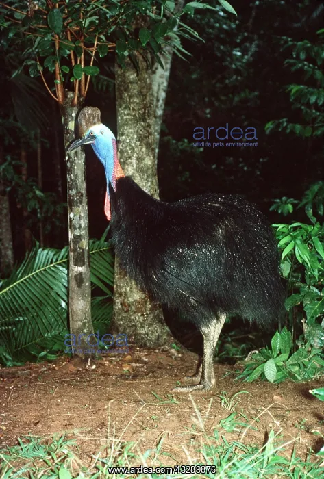 : Double-wattled / Southern CASSOWARY : Double-wattled / Southern CASSOWARY