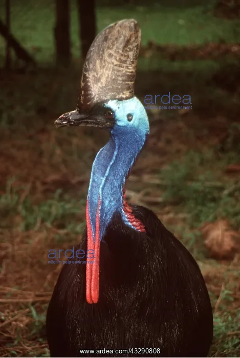 : Double-wattled / Southern CASSOWARY : Double-wattled / Southern CASSOWARY