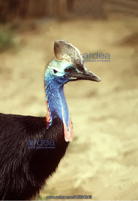 : Double-wattled / Southern CASSOWARY : Double-wattled / Southern CASSOWARY