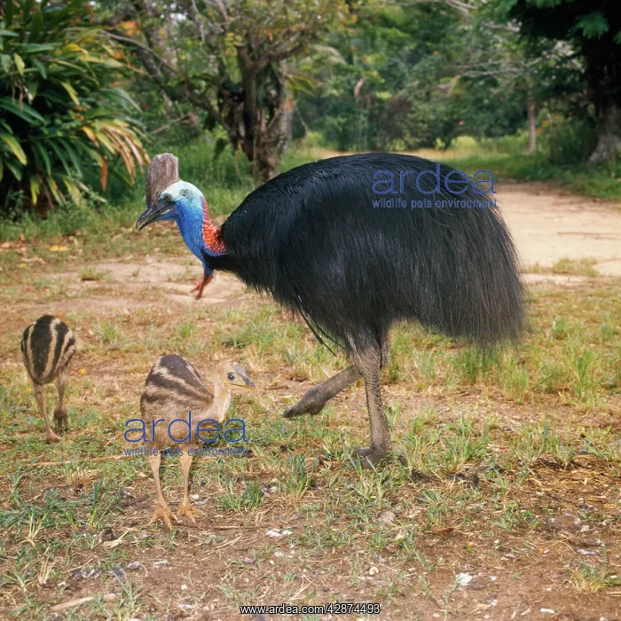 : Double-wattled / Southern CASSOWARY - male with chicks : Double-wattled / Southern CASSOWARY - male with chicks