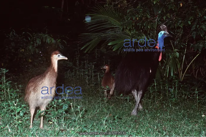 : Double-wattled / Southern CASSOWARY - male with chicks : Double-wattled / Southern CASSOWARY - male with chicks