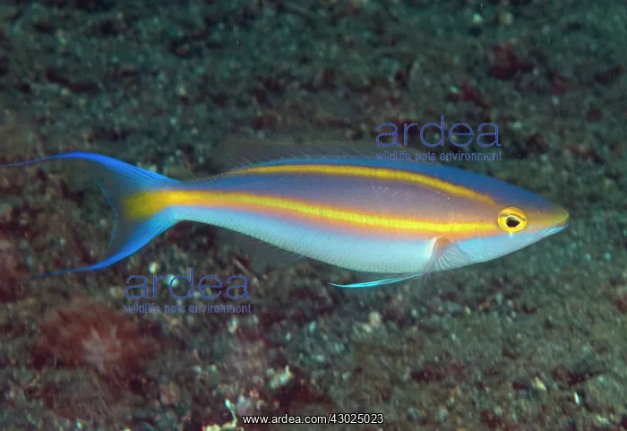  : Double Whiptail swimming near sand