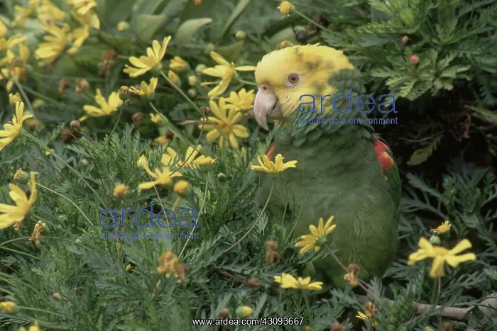 : Double Yellow-headed Amazon Parrot : Double Yellow-headed Amazon Parrot