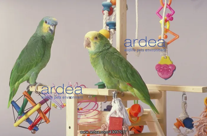 : Double-yellow headed Amazon Parrot : Double-yellow headed Amazon Parrot