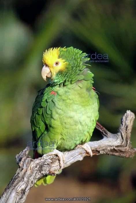 : Double Yellow Headed Parrot : Double Yellow Headed Parrot