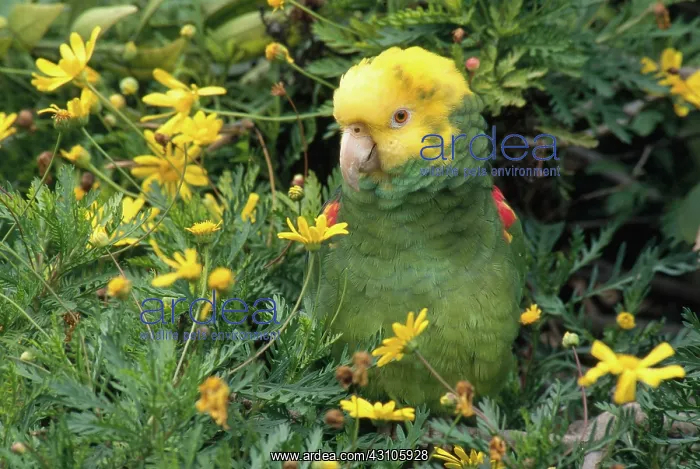 : Double Yellow Headed Parrot : Double Yellow Headed Parrot