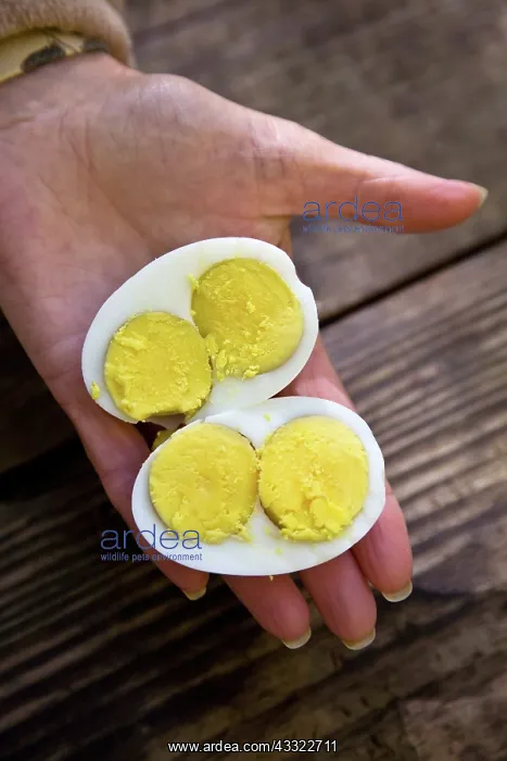 : Double-Yolk Egg : Double-Yolk Egg