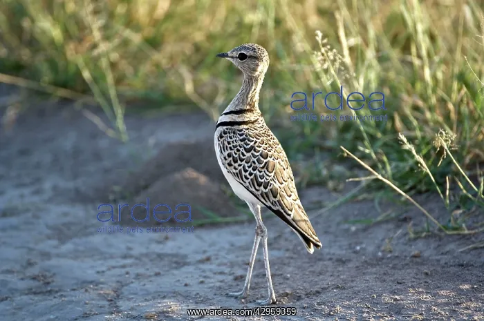 : Doublebanded Courser - Close up standing in track : Doublebanded Courser - Close up standing in track