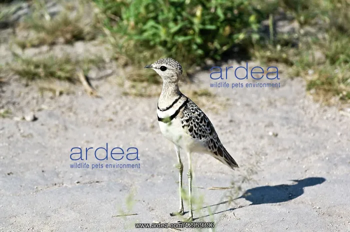 : Doublebanded Courser - Standing : Doublebanded Courser - Standing