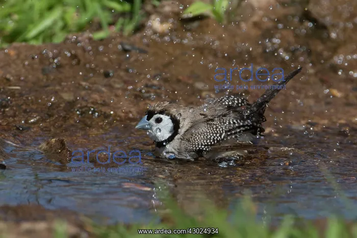 : Doublebarred Finch Bathing in a shallow pool below a dr : Doublebarred Finch Bathing in a shallow pool below a dr