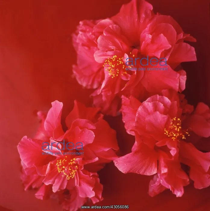 : DoubleHibiscus : DoubleHibiscus