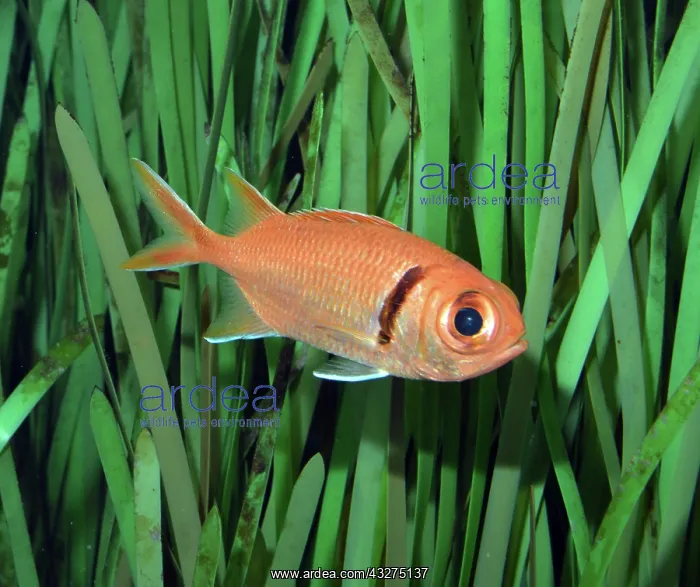 : Doubletooth Soldierfish; coral reefs of Indo-Pacific : Doubletooth Soldierfish; coral reefs of Indo-Pacific