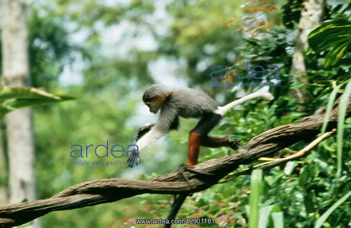 : Douc LANGUR MONKEY : Douc LANGUR MONKEY