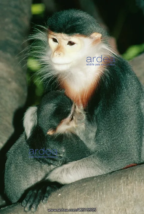 : Douc LANGUR MONKEY - mother and baby : Douc LANGUR MONKEY - mother and baby