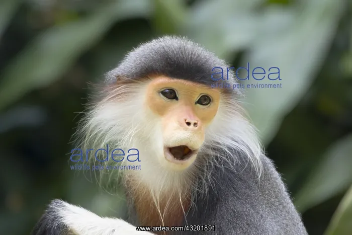 : Douc Langur Monkey Pygathrix nemaeus Singapore Zoo : Douc Langur Monkey Pygathrix nemaeus Singapore Zoo