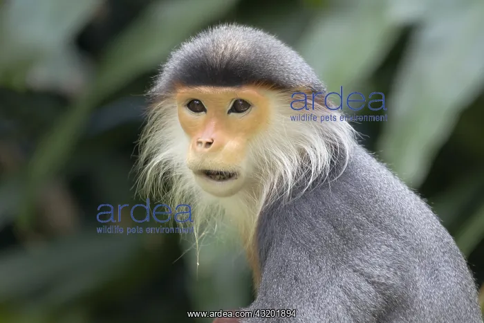 : Douc Langur Monkey Pygathrix nemaeus Singapore Zoo : Douc Langur Monkey Pygathrix nemaeus Singapore Zoo