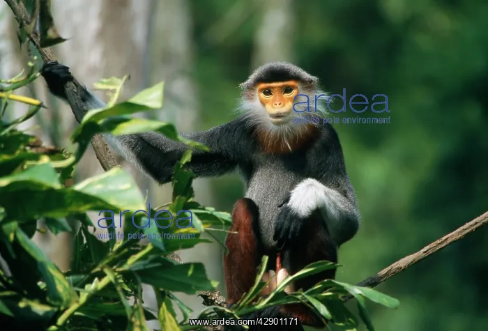 : Douc Langur Monkey / Red-shanked Douc : Douc Langur Monkey / Red-shanked Douc