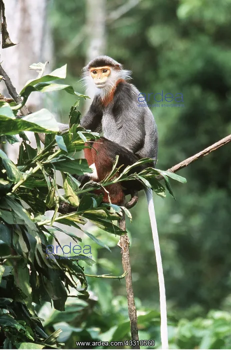 : Douc LANGUR MONKEY - sitting in tree : Douc LANGUR MONKEY - sitting in tree