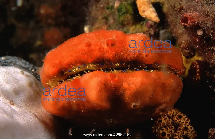  : Doughboy scallop - covered with sponge, blue eyes visible