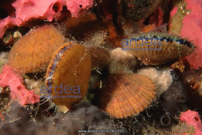 : Doughboy scallop - group, with blue eyes visible : Doughboy scallop - group, with blue eyes visible