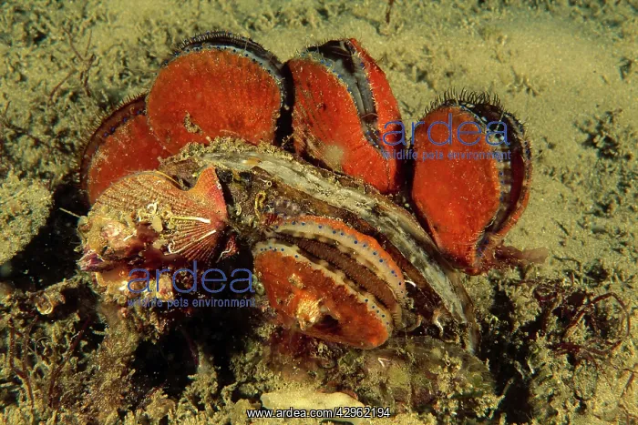 : Doughboy scallop - and King scallop Pecten miridionalis : Doughboy scallop - and King scallop Pecten miridionalis