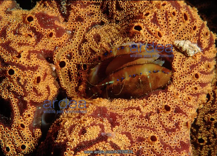 : Doughboy scallop living in the middle of an ascidian : Doughboy scallop living in the middle of an ascidian
