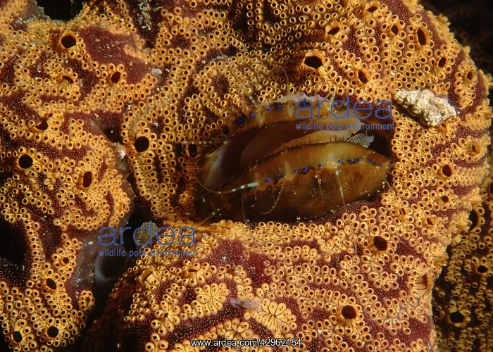 : Doughboy scallop - living in the middle of an ascidian : Doughboy scallop - living in the middle of an ascidian