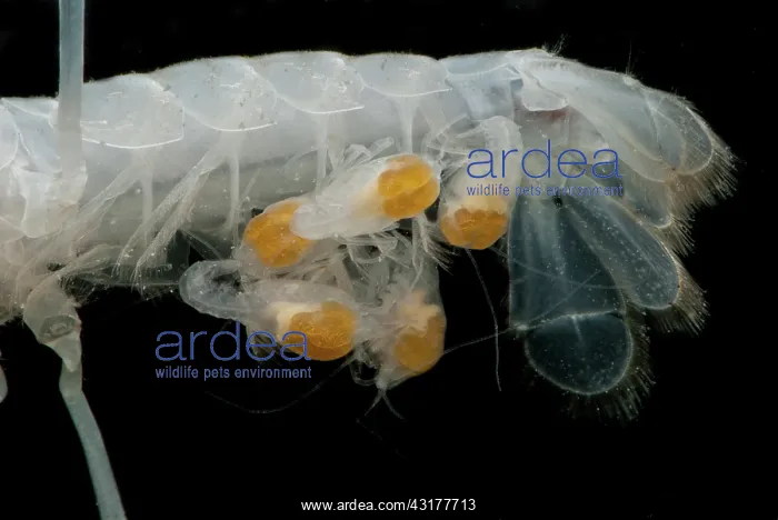 : Dougherty Plains Cave Crayfish : Dougherty Plains Cave Crayfish