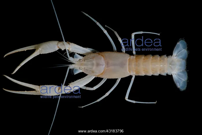 : Dougherty Plains Cave Crayfish : Dougherty Plains Cave Crayfish