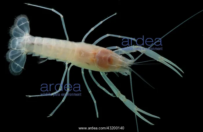 : Dougherty Plains Cave Crayfish : Dougherty Plains Cave Crayfish