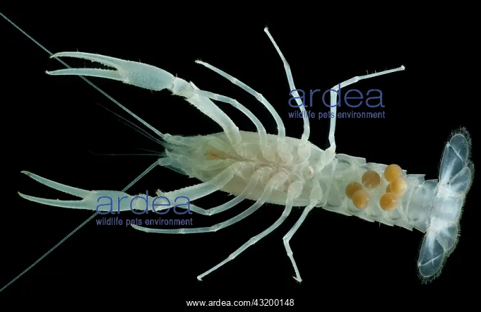 : Dougherty Plains Cave Crayfish : Dougherty Plains Cave Crayfish