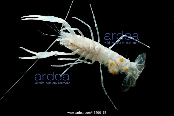 : Dougherty Plains Cave Crayfish : Dougherty Plains Cave Crayfish