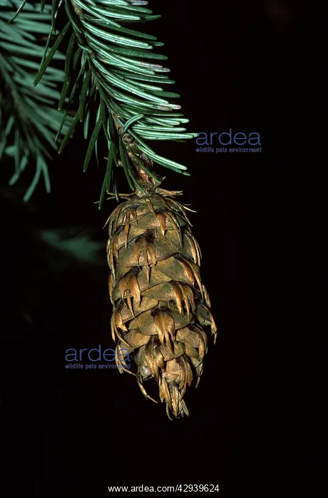 : DOUGLAS FIR : DOUGLAS FIR
