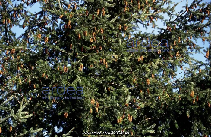 : Douglas Fir : Douglas Fir
