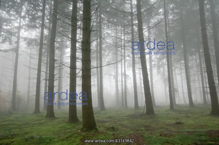 : Douglas Fir : Douglas Fir