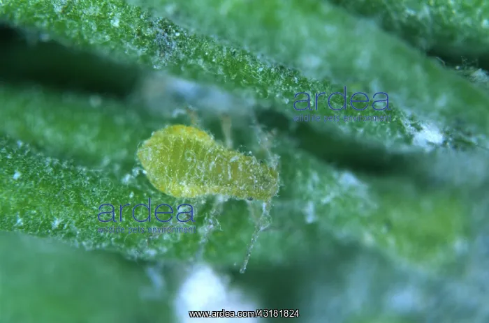 : Douglas fir adelgid : Douglas fir adelgid