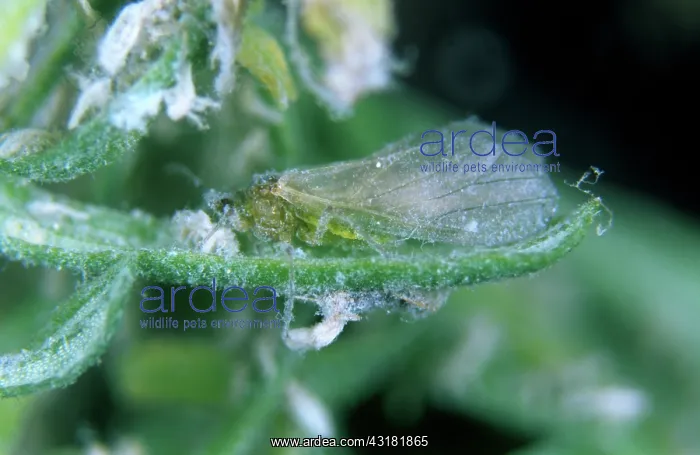 : Douglas fir adelgid : Douglas fir adelgid